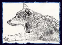 Wolf Pup Drawing based on Robert Bateman sketch