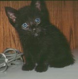 Jaikkers as a kitten!