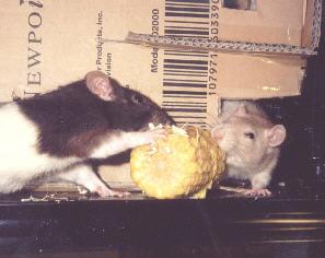 Rattie's playing tuggawar with some corn - Kira and Nimh!