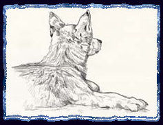 Wolf Pup Drawing based on Robert Bateman sketch